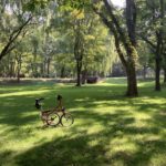 ブロンプトンで北大散歩